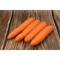 Fresh Chinese New Crop Garde a Top Quality Long Shape Carrots